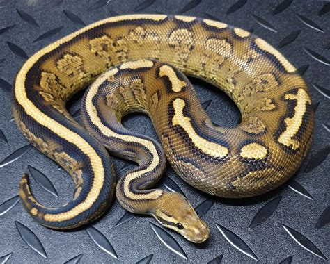 Image result for YB Ball Python