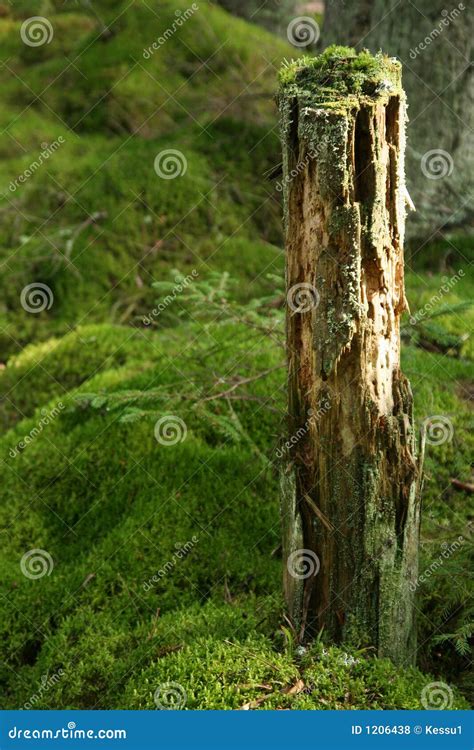 Afbeeldingsresultaten voor A Tree with a Mossy Trunk