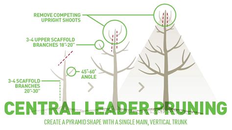 Afbeeldingsresultaten voor Tree Structure Single Leader