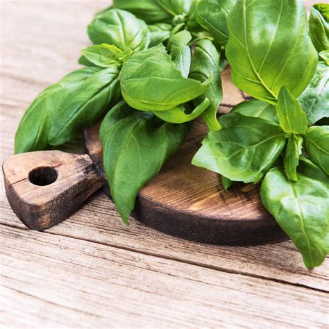 Afbeeldingsresultaten voor How to Store Basil
