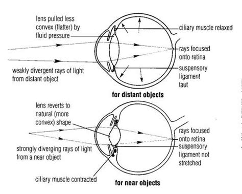 Toradh íomhá ar Eye Diagram That Shos Distant Light Refraction