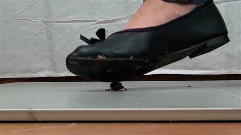 Chloe Crush Bug Creation に対する画像結果