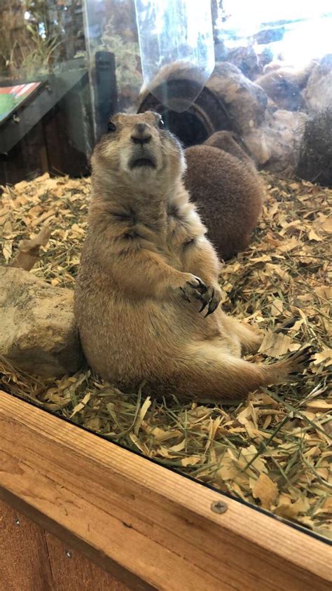 Image result for Prairie Dog Loading Meme