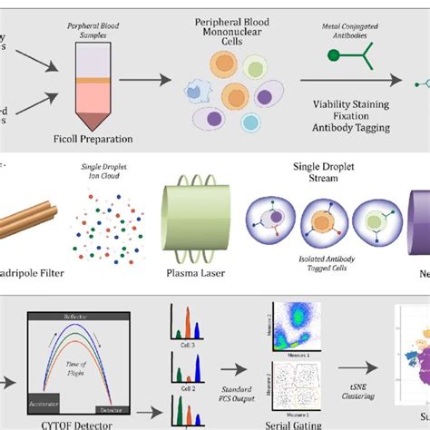 Image result for Flow Cytometry Sample Preparation