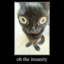 Insanity Meme Song に対する画像結果