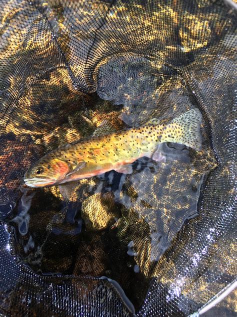 Rock Riffle Structure に対する画像結果