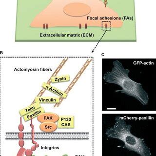 Image result for Focal Adhesion Microenvironment
