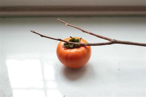 Image result for Under the Persimmon Tree