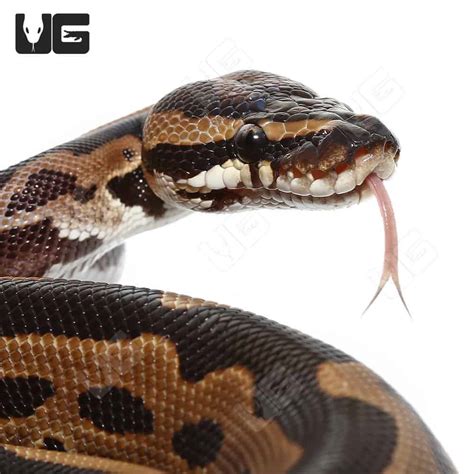 Toradh íomhá ar Python Head Side View Sketch