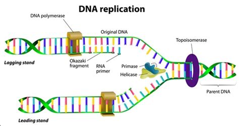 Image result for Replication vs Transcription