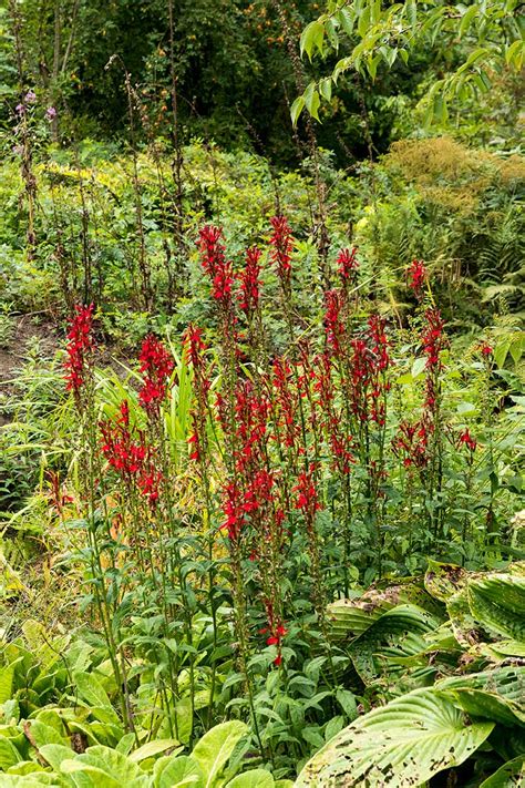 Image result for Cardinal Flower Information