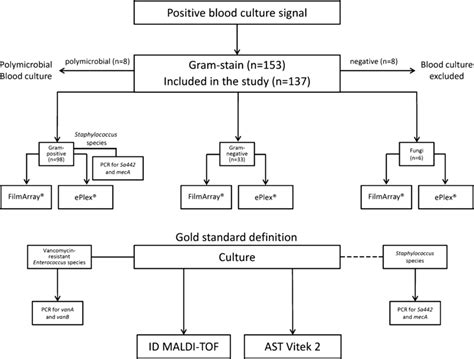 Image result for Gram positive Cocci Flow Chart