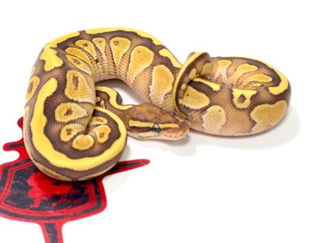 Image result for Butter Fire Ball Python