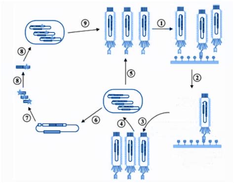 Image result for Affinity Maturation Process