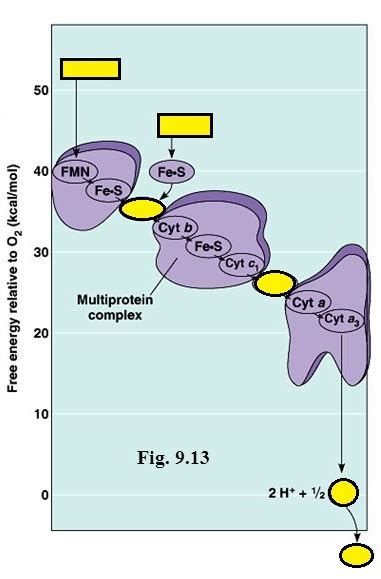 electron transport chain Diagram | Quizlet