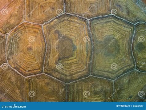Image result for Real Baby Turtle Shell Pattern