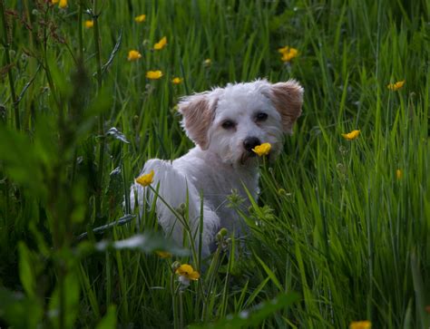 Cavachon Temperament に対する画像結果