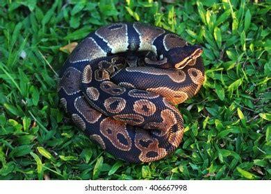 Image result for Normal Royal Python White Background