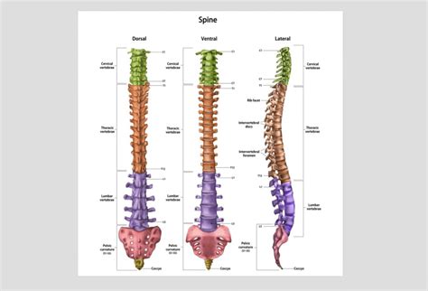 Image result for Spine Rotation Posture