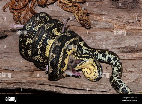 Python Eating Stock Photos & Python Eating Stock Images - Alamy