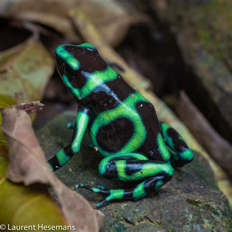 Image result for Beautiful Ob Amazing Frog