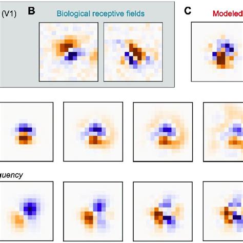 Receptive Field Primary Visual Cortex に対する画像結果