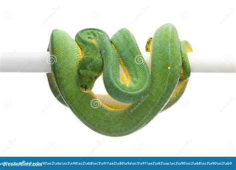 Image result for Green Tree Python White Background