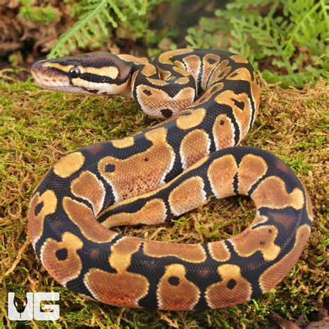 Image result for Baby Ball Python with Attitude