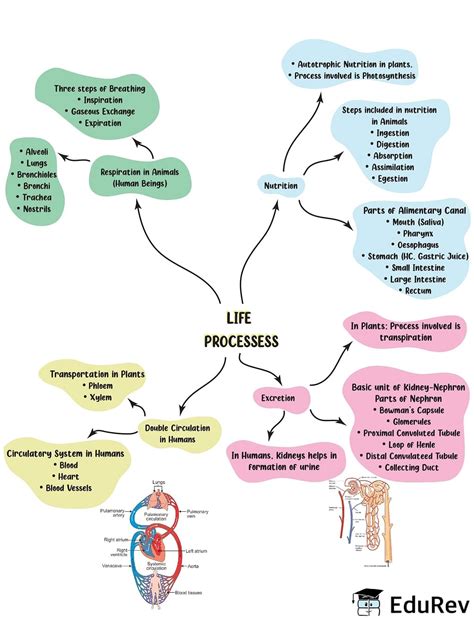 Afbeeldingsresultaten voor Life Process Concept Map Class 10