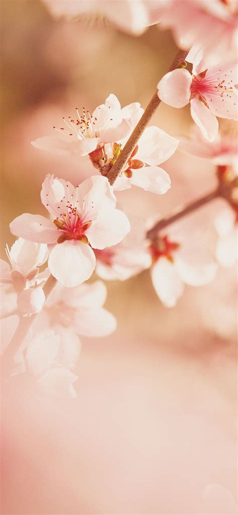 Image result for Spring Wallpaper Simple