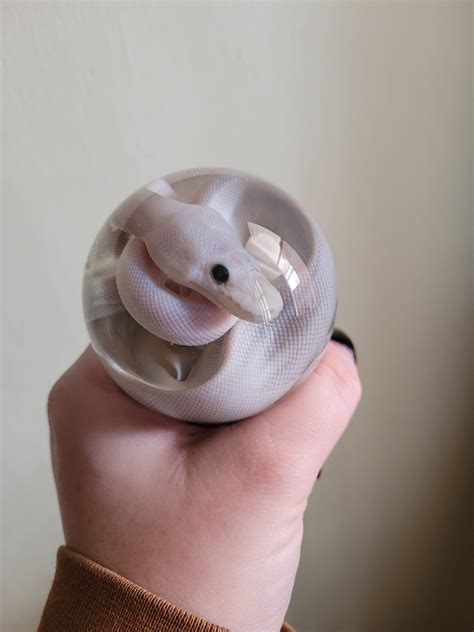 Afbeeldingsresultaten voor Lucil Ball Python