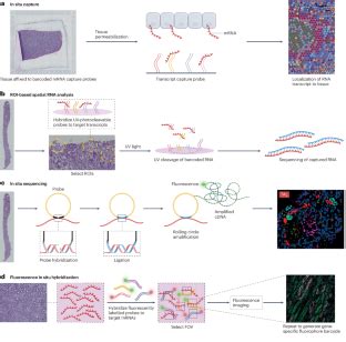 Fetal Heart Spatial Transcriptomics に対する画像結果