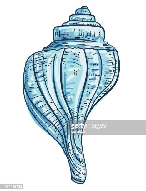 Bahamas Conch Shell Drawing に対する画像結果