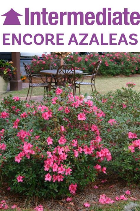 Image result for Encore Azalea Size