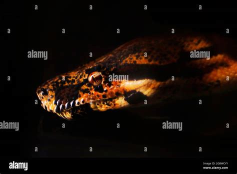 Image result for Python Snake Head Shape