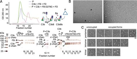 Toradh íomhá ar Stabilized C3 Convertase