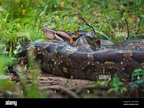 Image result for A Snake Called Python