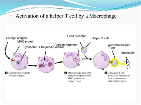 Image result for Activation of T Helper Cells