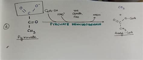Image result for Reactants and Products of Pyruvate Oxidation