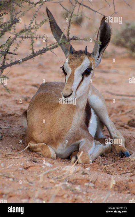 Wild Animals Springbok に対する画像結果
