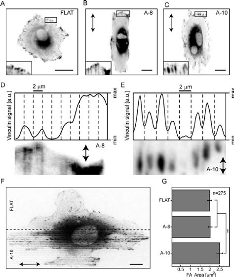 Image result for Focal Adhesion Maturation