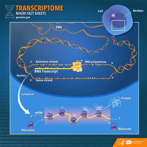 Image result for Genome vs Transcriptome