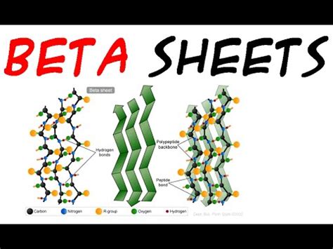 Image result for Parallel Beta Sheet Structure