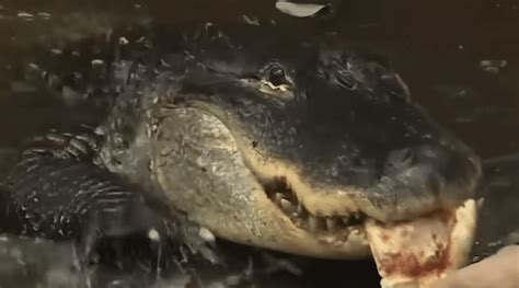 Image result for Guy Eating Pizza in Swamp with Alligator