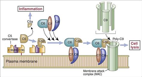 Résultat d’images pour C3 Convertase Complex