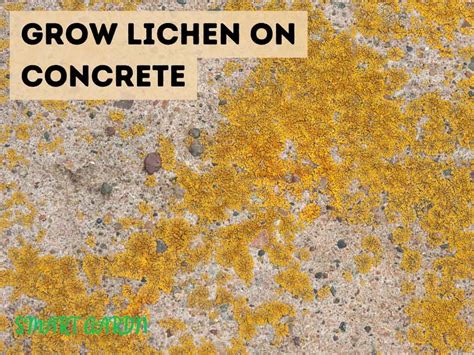 Toradh íomhá ar How to Grow Lichen in a Terrarium