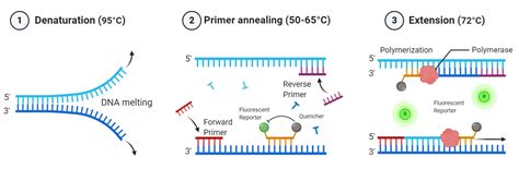 Image result for qPCR Method