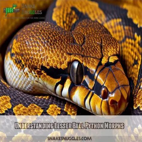 Image result for Banana Butter Lesser Ball Python