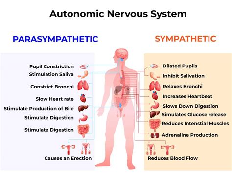 Toradh íomhá ar Functions of Nervous System Simple