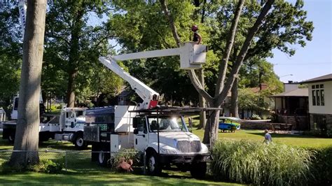 Image result for Tree Canopy Line Work